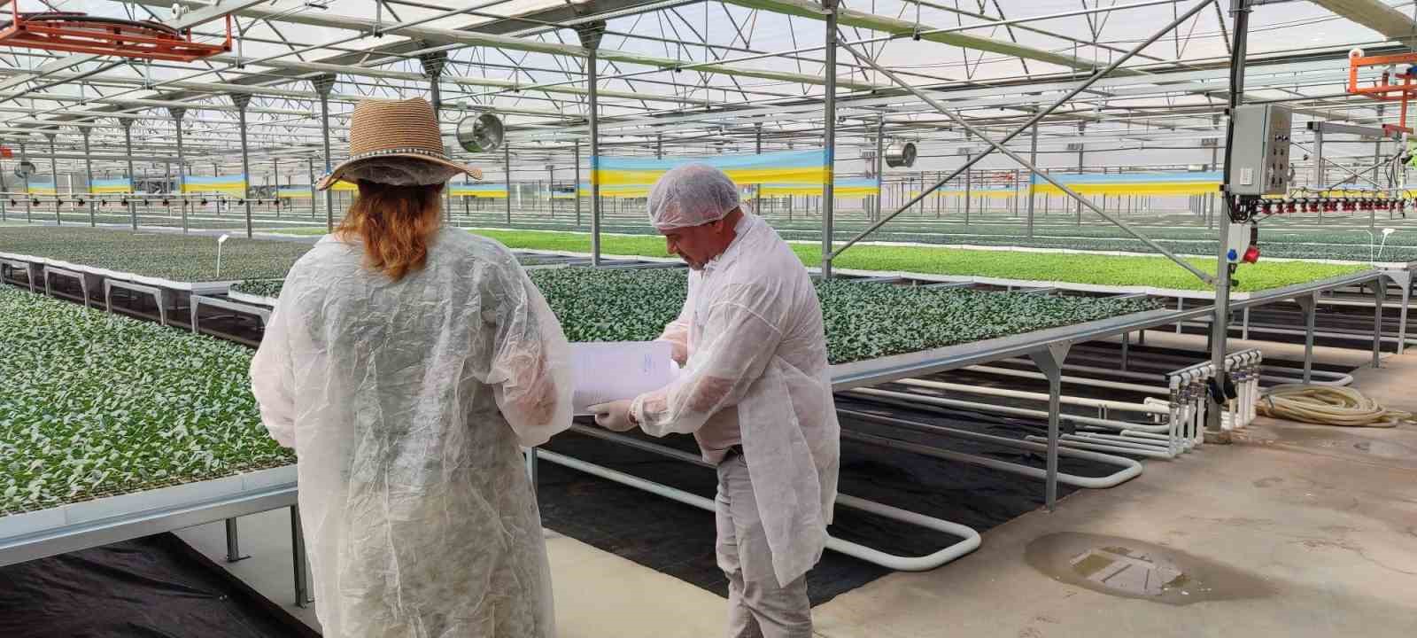 Salihli&rsquo;de kışlık fideler kontrolden ge&ccedil;iyor
