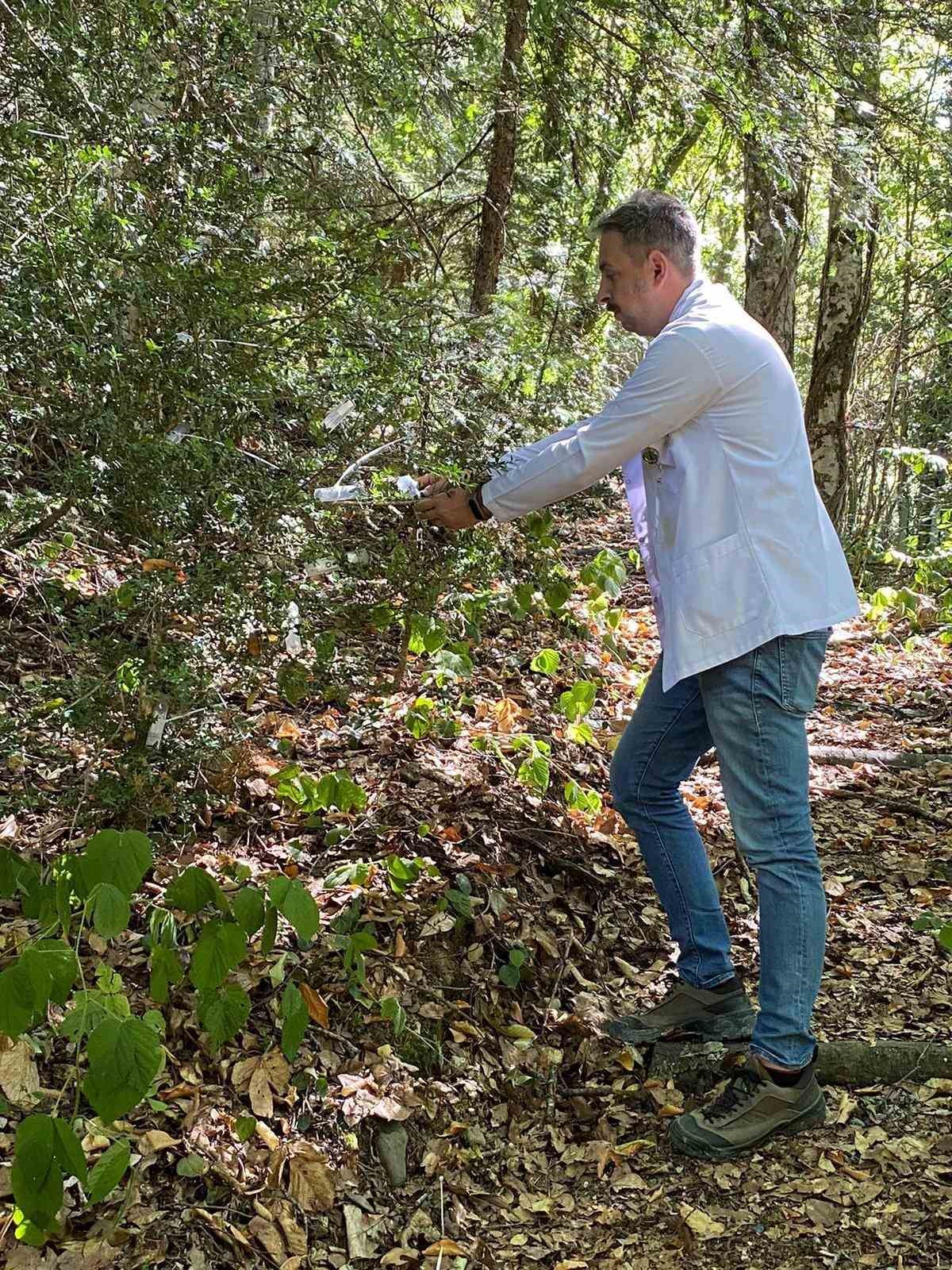 Şimşir G&uuml;vesine karşı biyolojik m&uuml;cadele: 5 bin faydalı b&ouml;cek salındı
