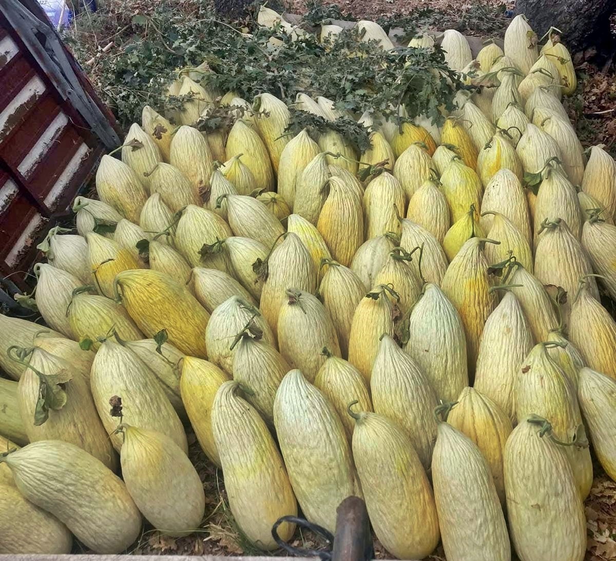 Doğal Emet G&ouml;ncek k&ouml;y&uuml; kavunu i&ccedil;in 35 &ccedil;ift&ccedil;iye eğitim
