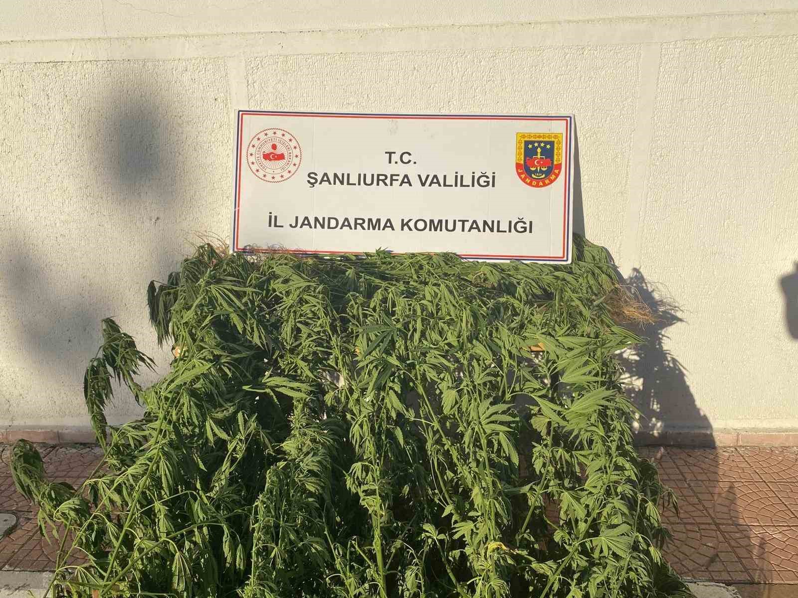 Jandarmadan uyuşturucu operasyonu