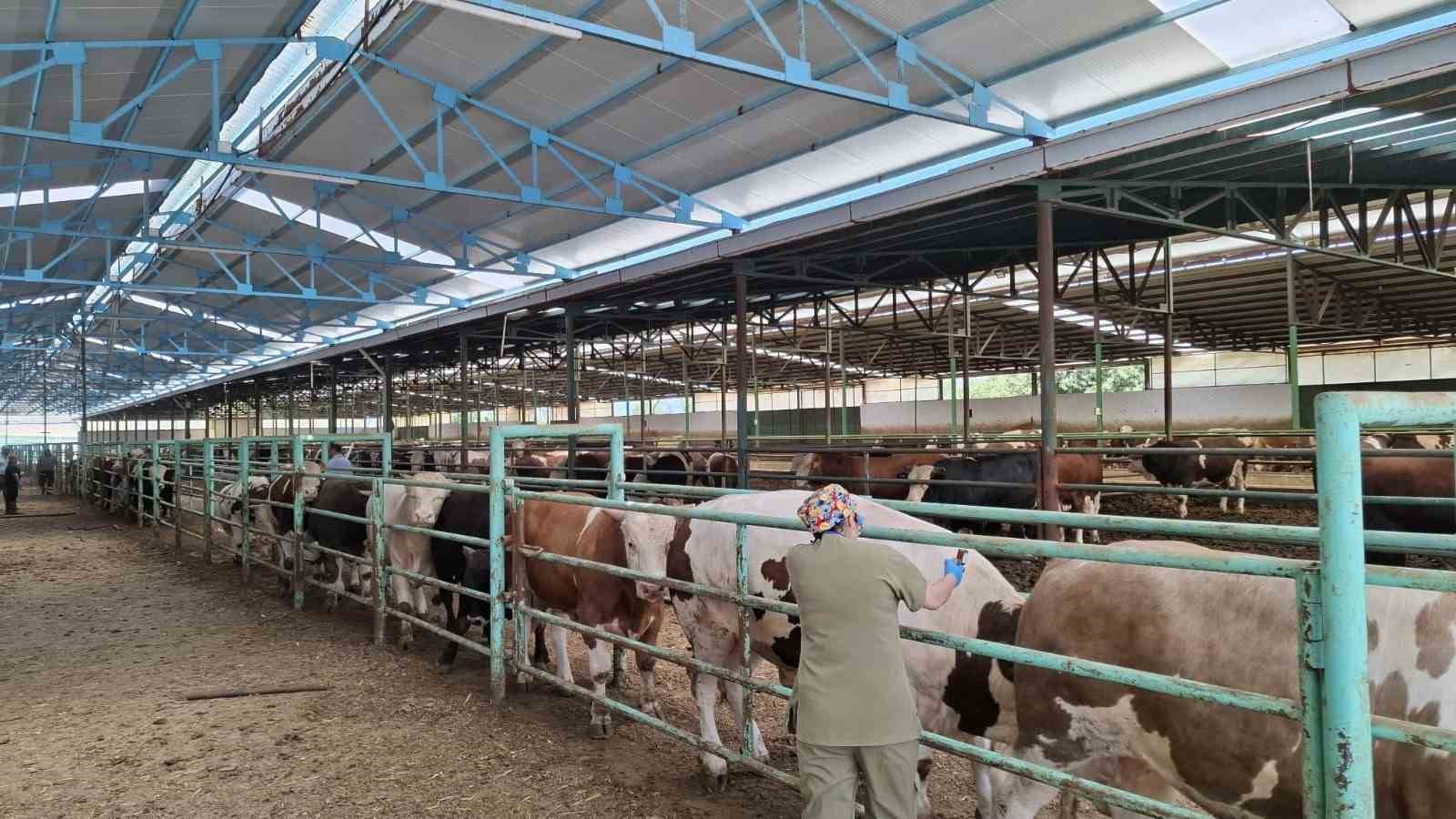 Afyonkarahisar’da şap hastalığı ile mücadele sürüyor