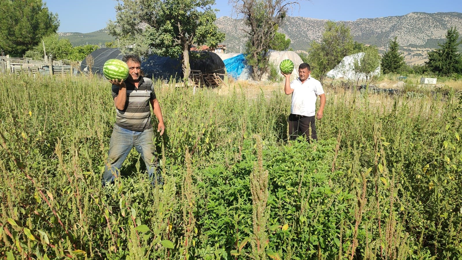Tarladan kendi toplayana karpuz bedava
