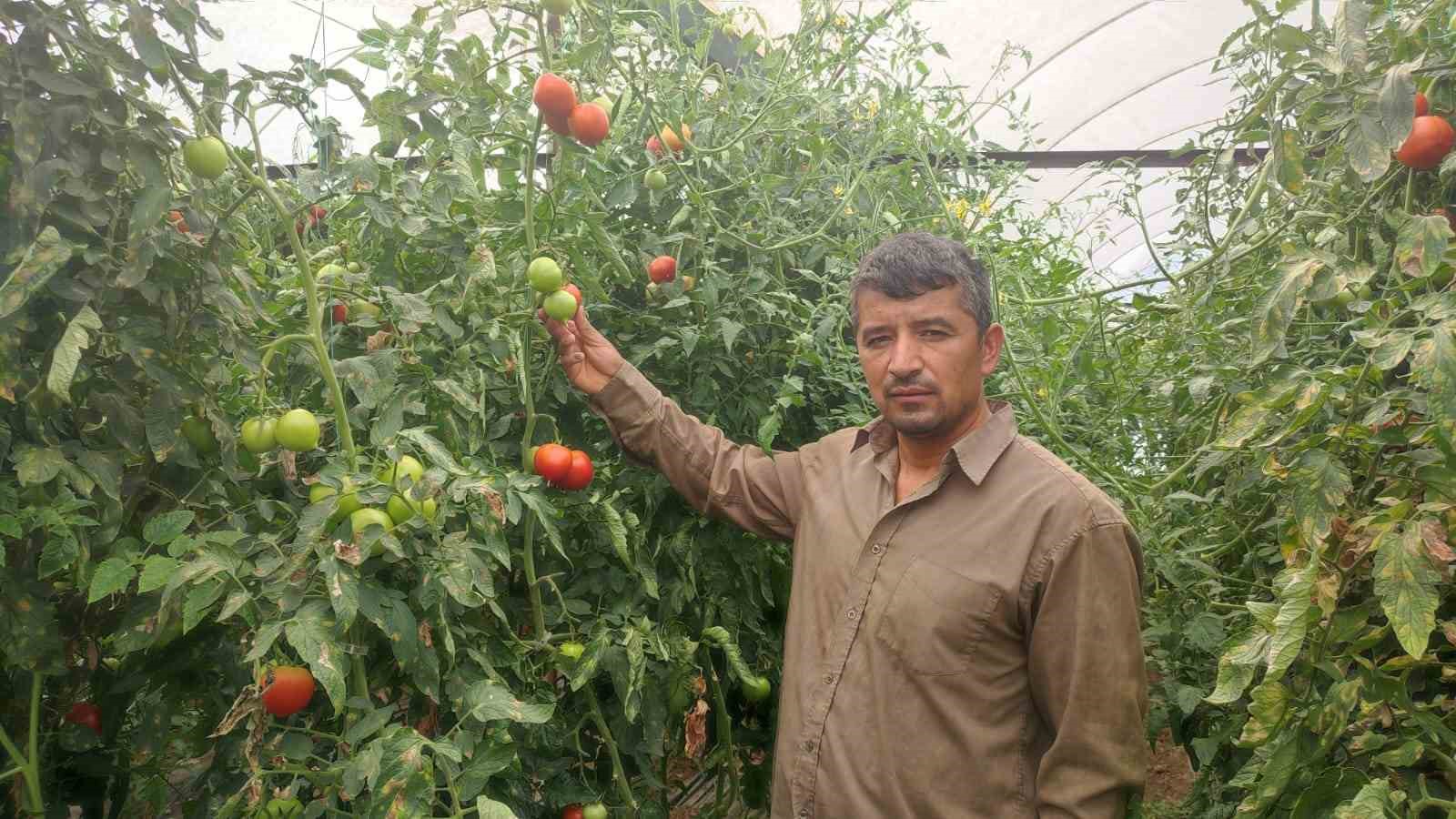Dekarda 17 ton domates &uuml;reten &ccedil;ift&ccedil;inin y&uuml;z&uuml; g&uuml;ld&uuml;
