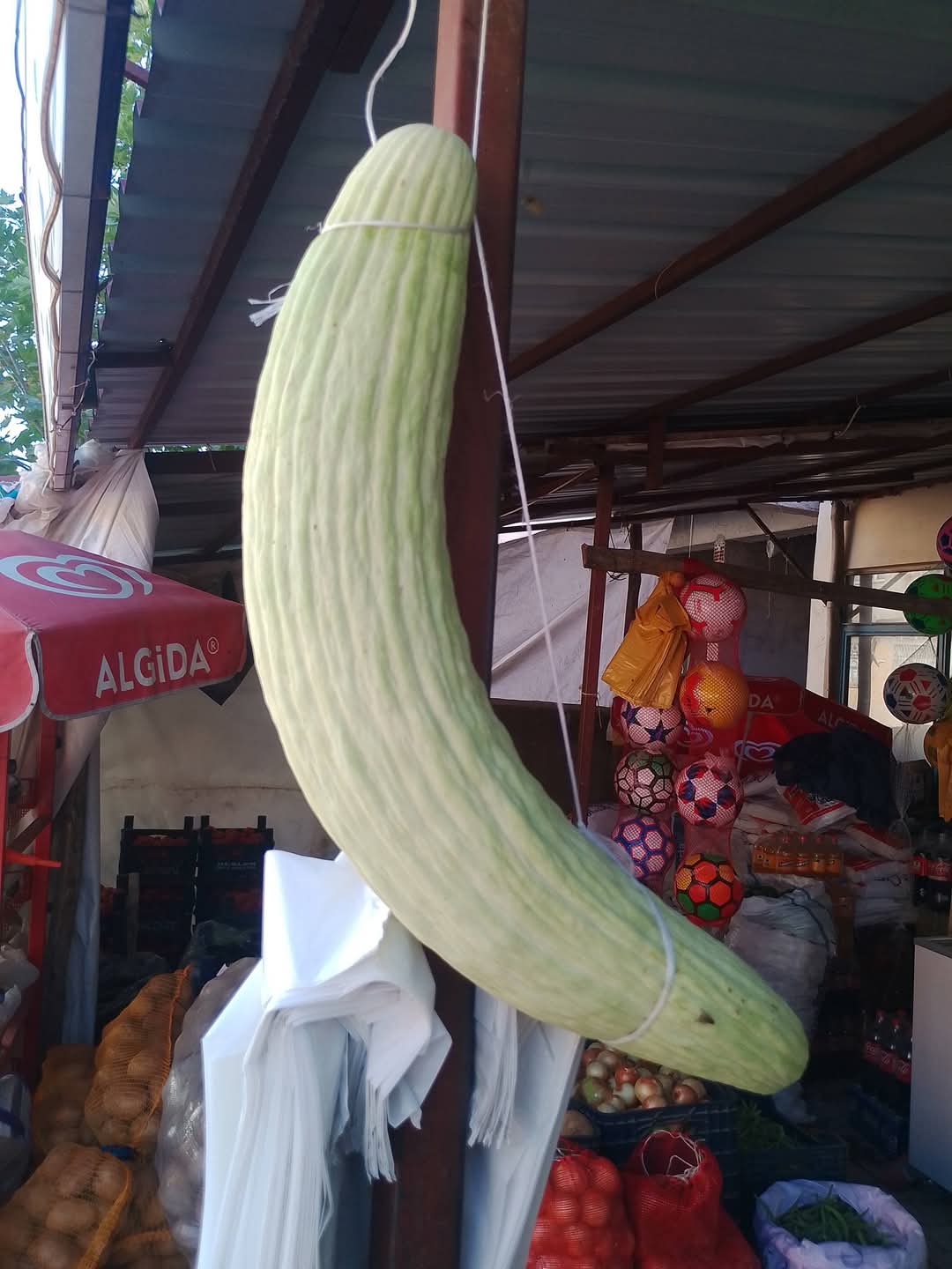 Elazığ’da dev acur hayrete düşürdü