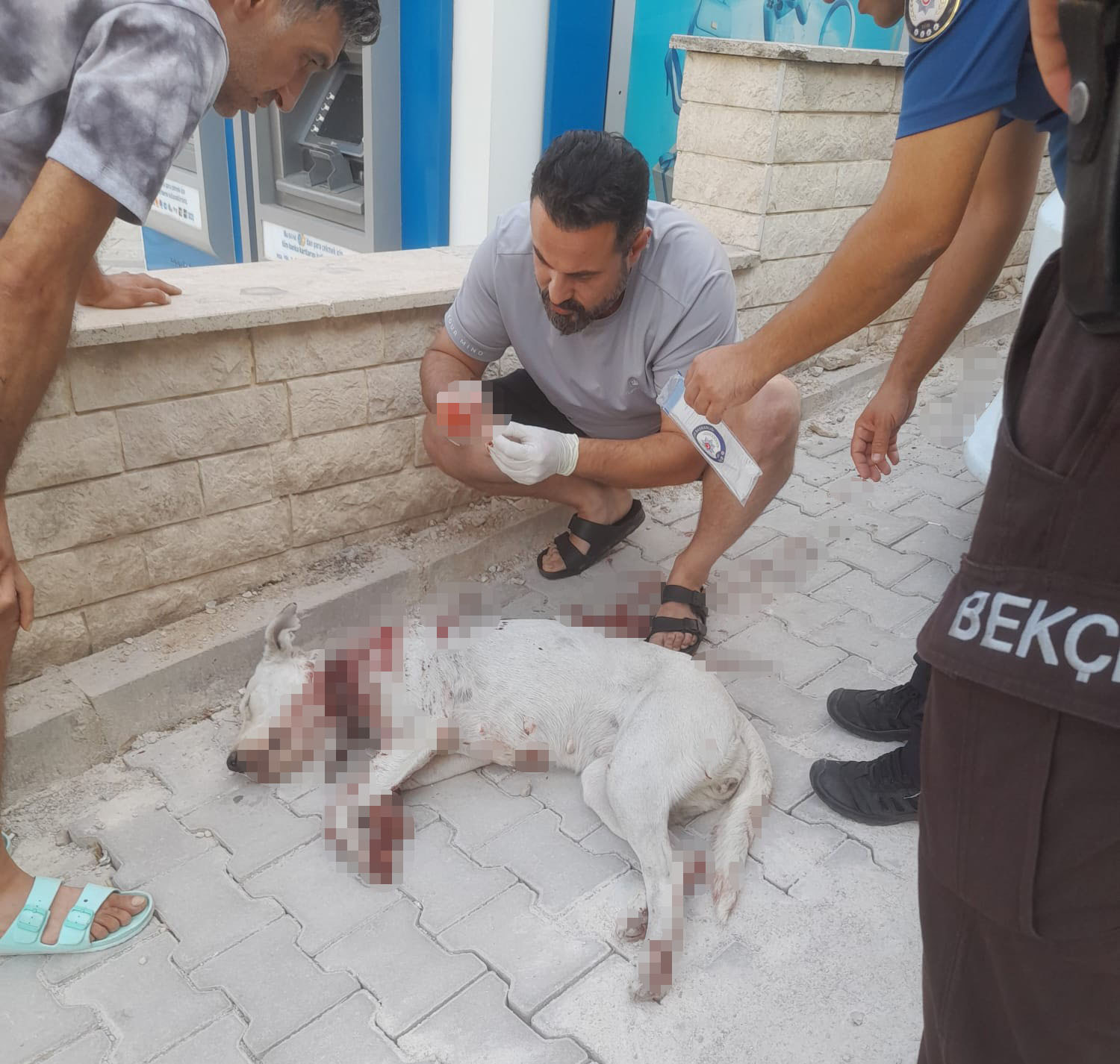 Hamile köpeğe tüfekle saldırı