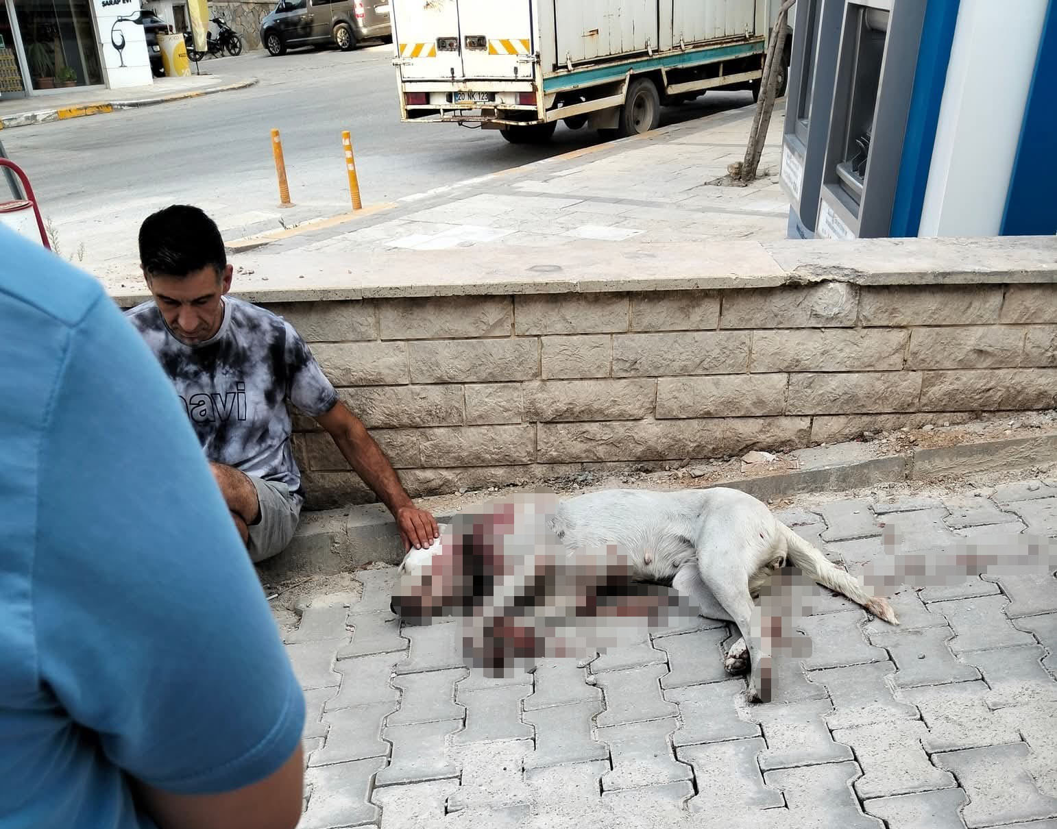 Hamile köpeğe tüfekle saldırı
