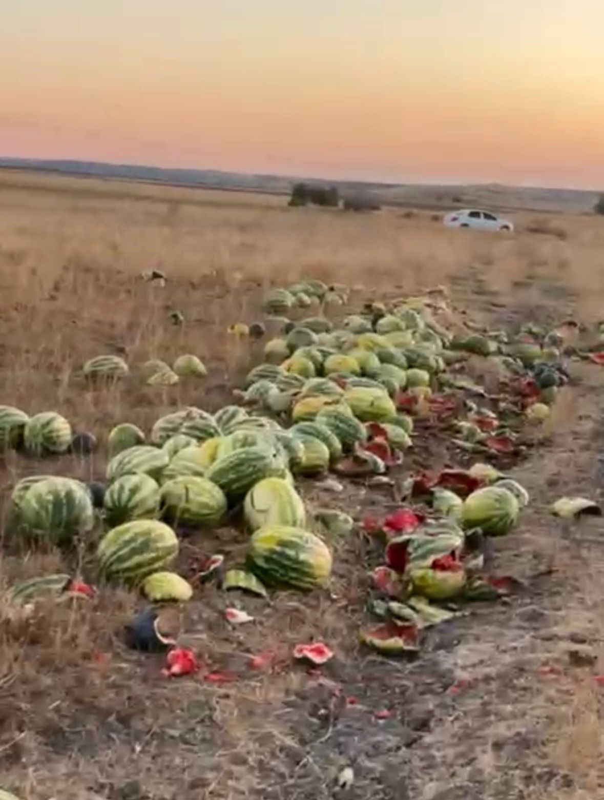 Tekirdağ’da israf tepkisi: Karpuzlar yola saçıldı