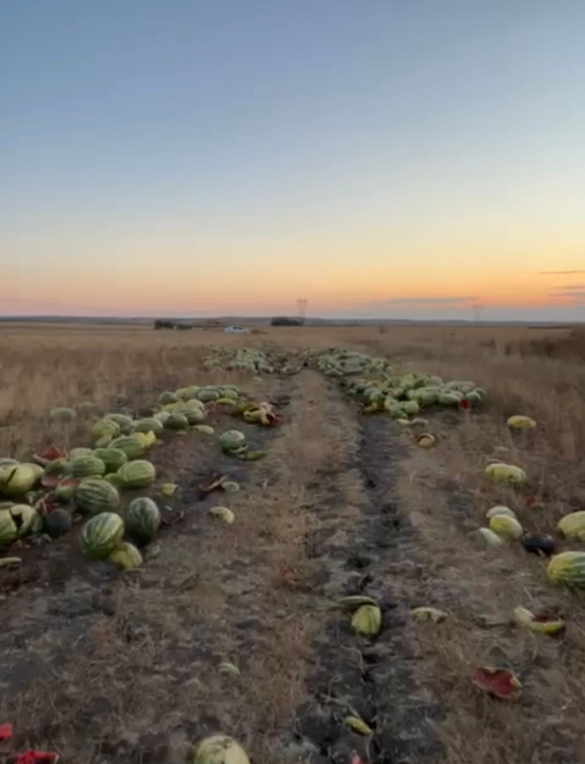 Tekirdağ&rsquo;da israf tepkisi: Karpuzlar yola sa&ccedil;ıldı
