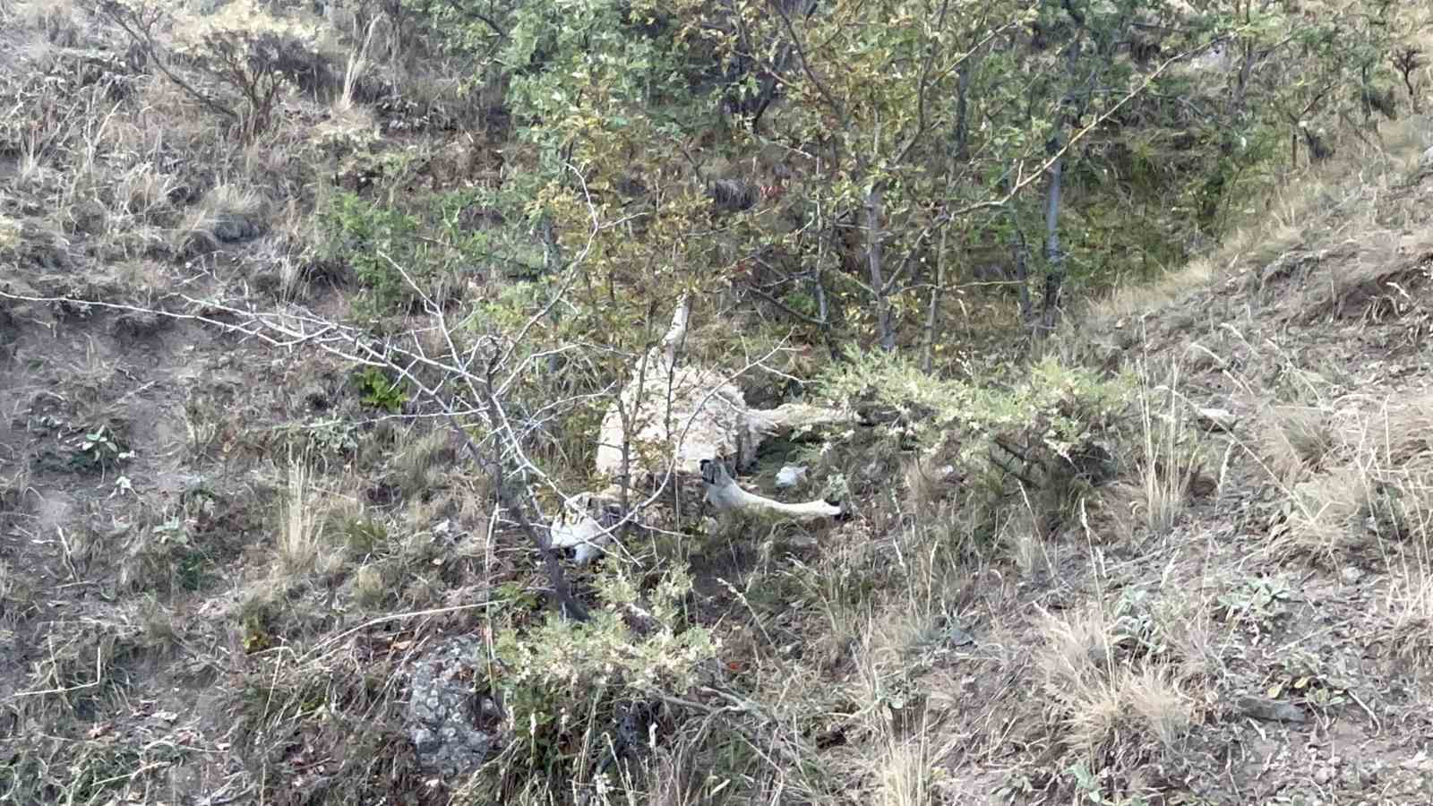 Erzincan’da koyun sürüsü ayı ve kurtların saldırısına uğradı