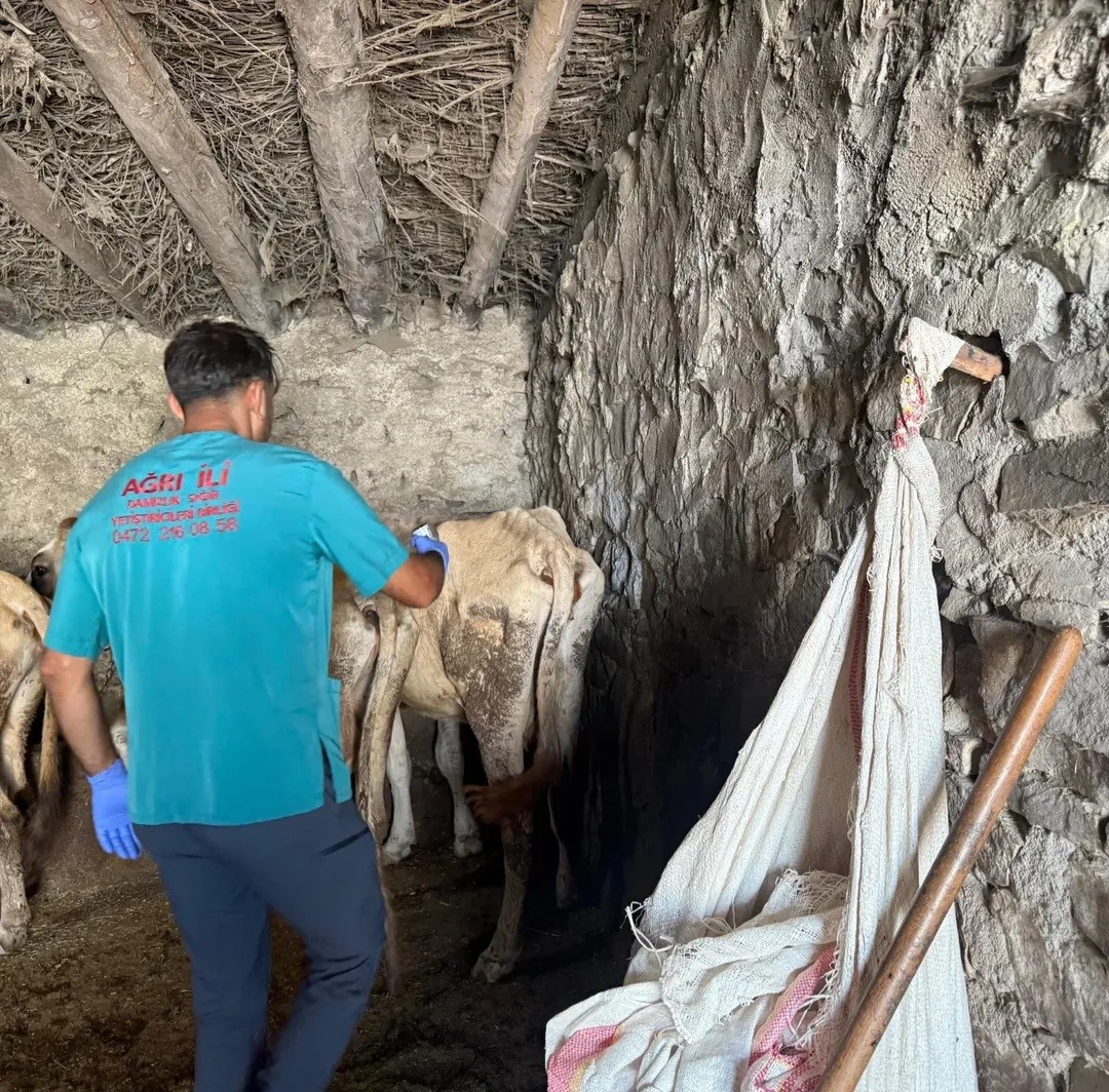 Diyadin&rsquo;de şap hastalığına karşı aşı &ccedil;alışmaları devam ediyor
