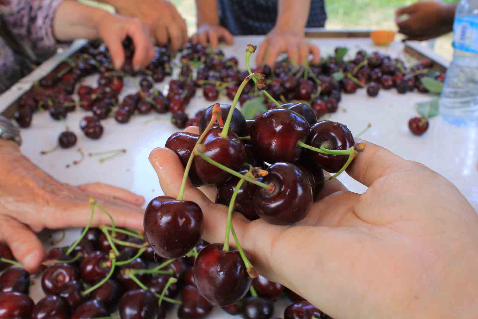 Meyve sebze ihracatçısı ürün eksikliği ve dövizle boğuşuyor