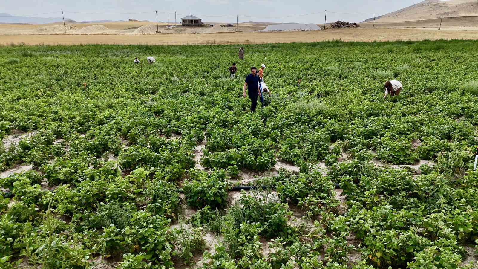 Ağrı’da yetişmez denilen fasulye, yüksek verimiyle dikkat çekti
