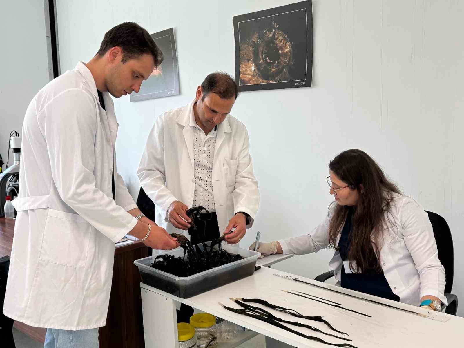 G&ouml;cek&rsquo;te 2 bin yaşında deniz &ccedil;ayırı keşfedildi
