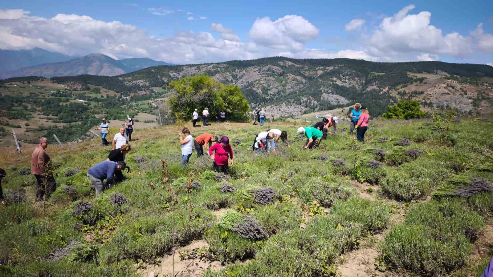Ardanuç’ta kadın kooperatifinden lavanta hasadı ve doğal ürün üretimi başladı