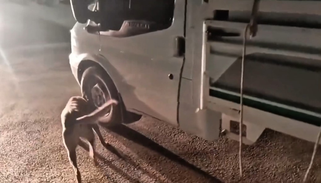 Hakkâri’de kamyonette 26 kilogram skunk ele geçirildi: 1 şüpheli tutuklandı
