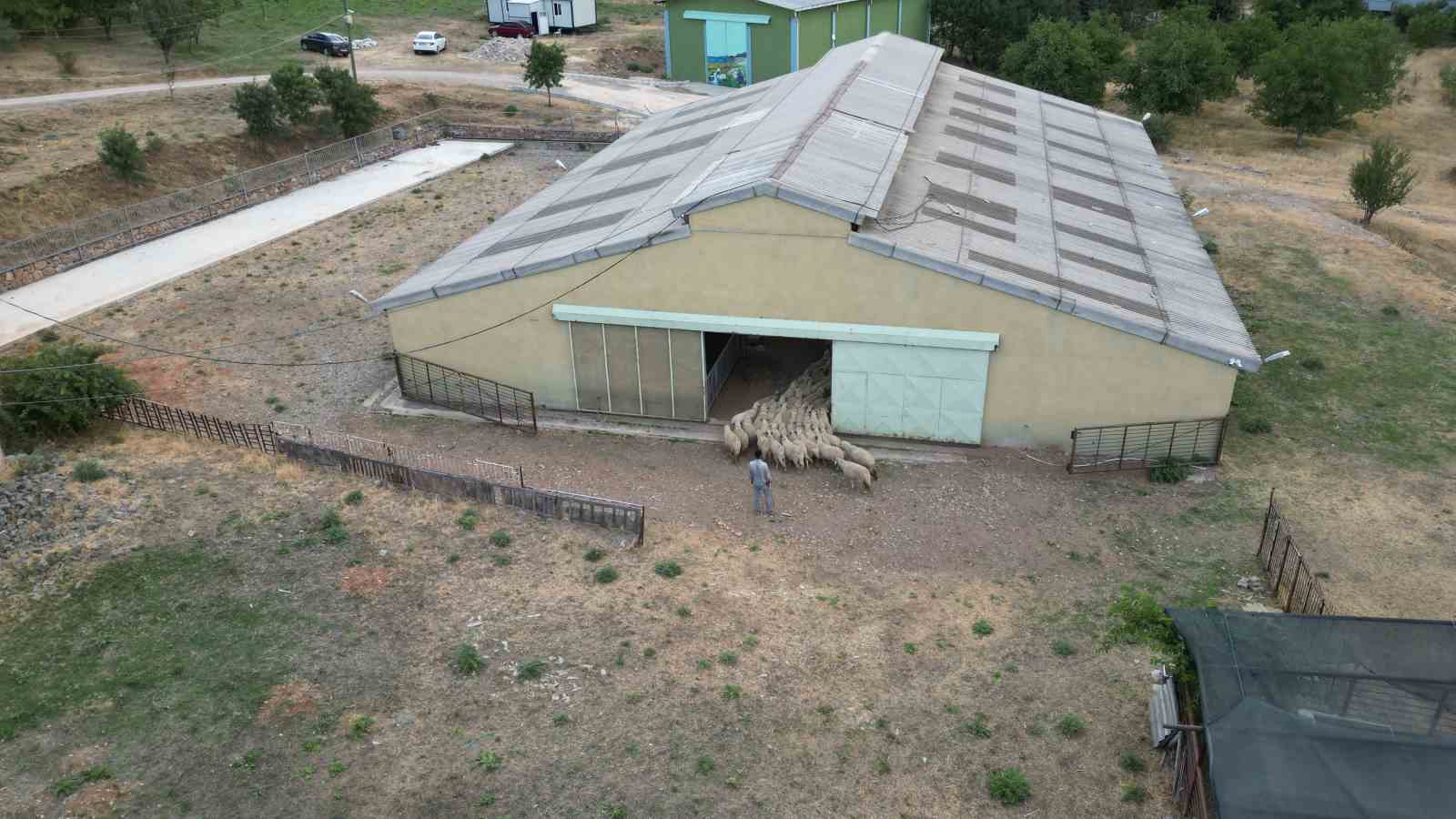 Tescilli Karayaka kuzusu üniversiteli oldu