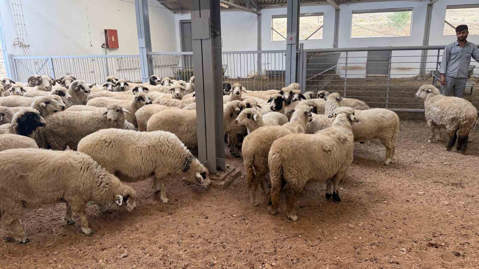 Tescilli Karayaka kuzusu üniversiteli oldu
