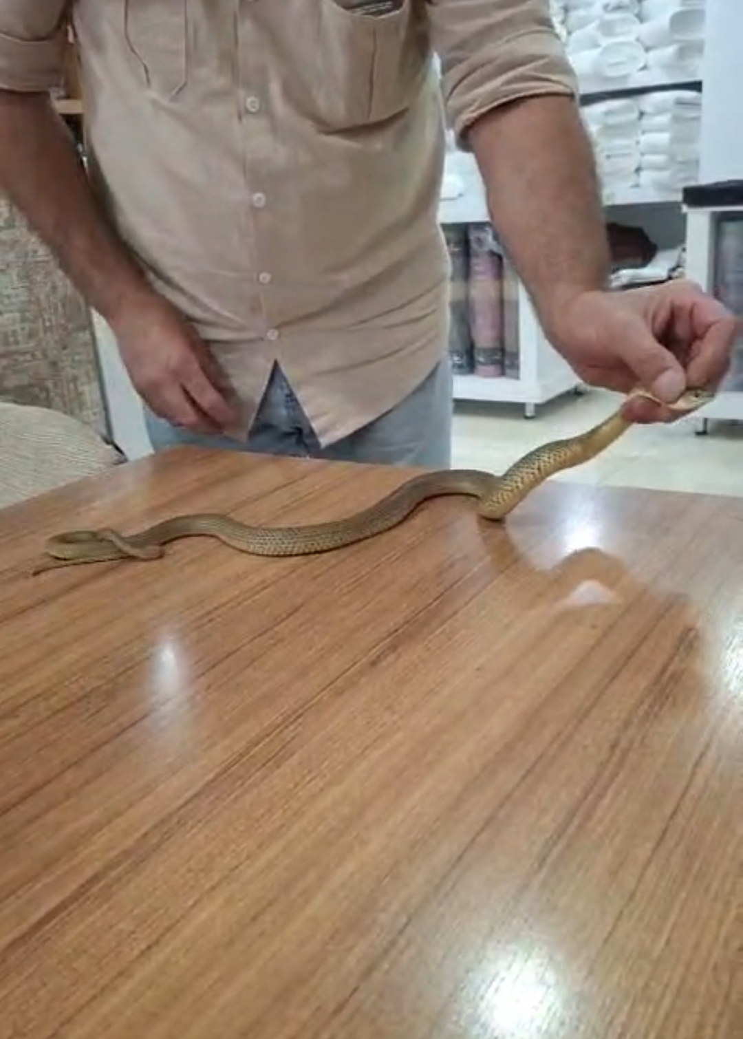 İş yerine giren 2 metrelik yılana "kanka" diye hitap edip boynuna doladı
