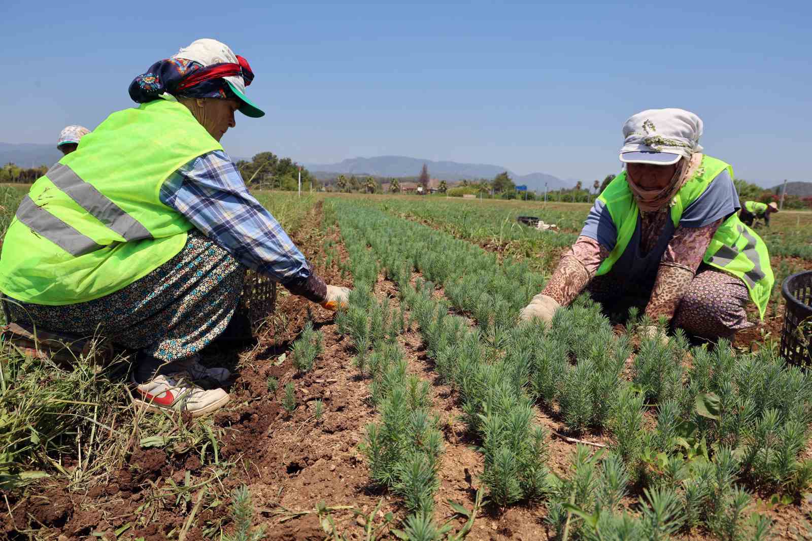 Yanan sahaların fidanları hazır