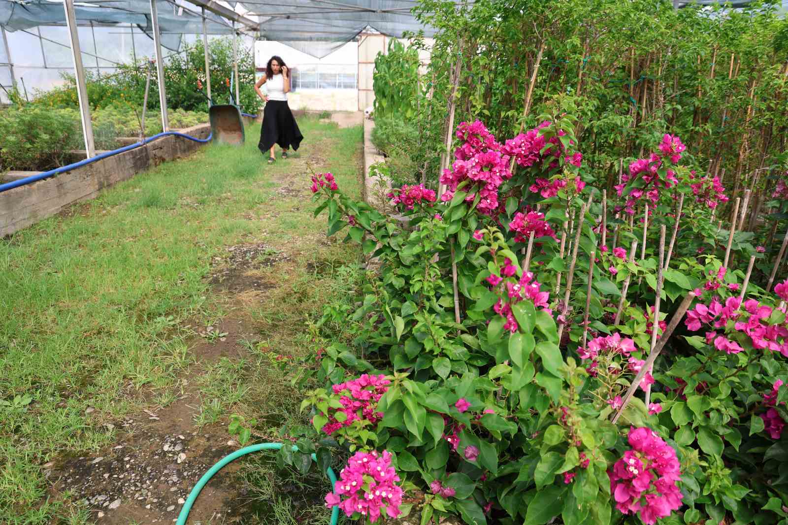 Yanan sahaların fidanları hazır
