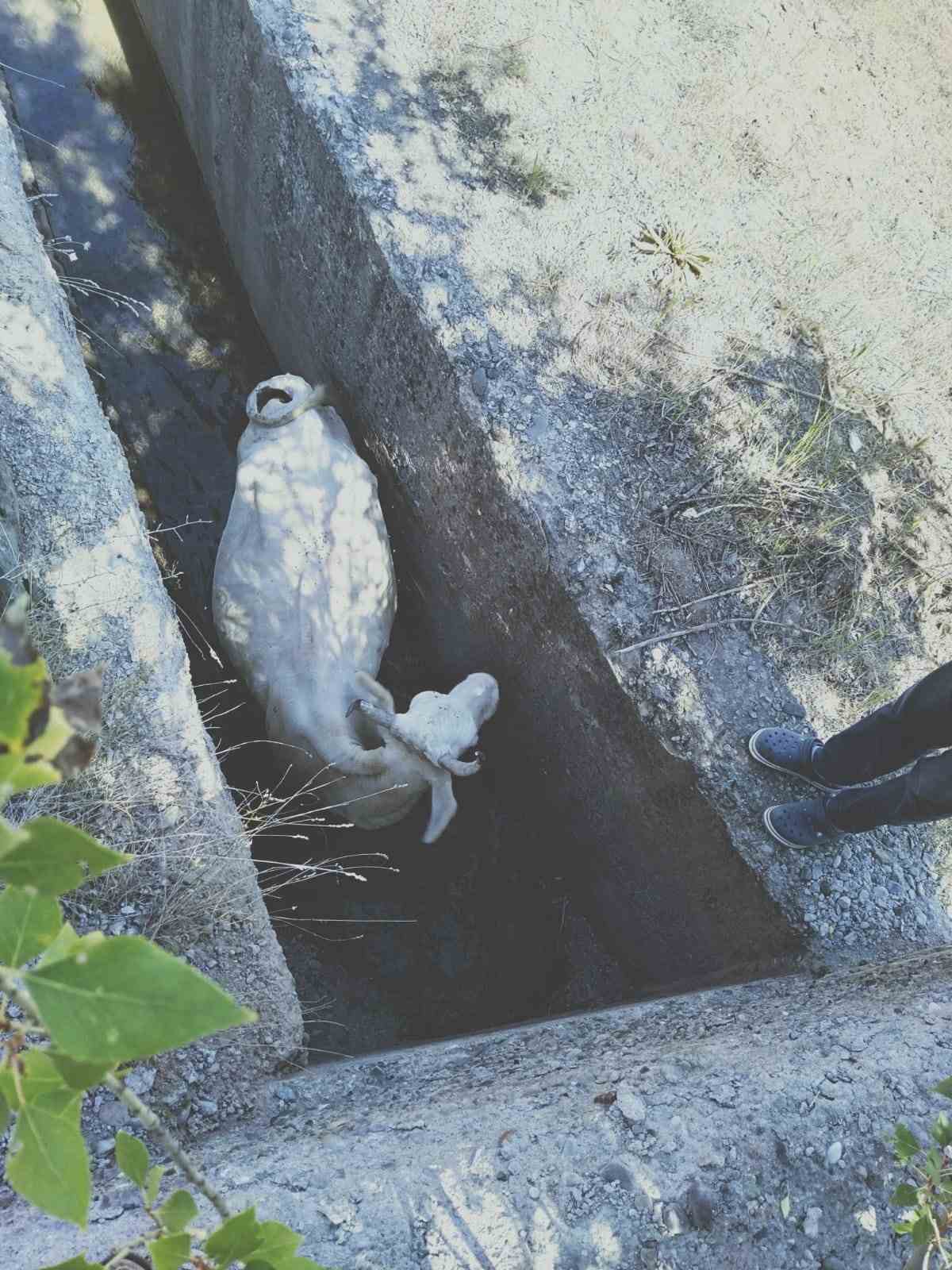 Sulama kanalına d&uuml;şen inek, 5 saatlik &ccedil;alışmayla kurtarıldı
