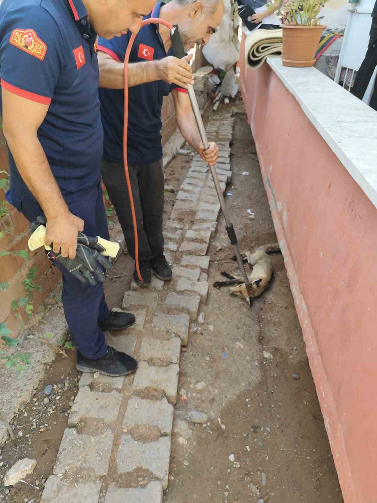 Siirt&rsquo;te tilki evin bah&ccedil;esine girdi
