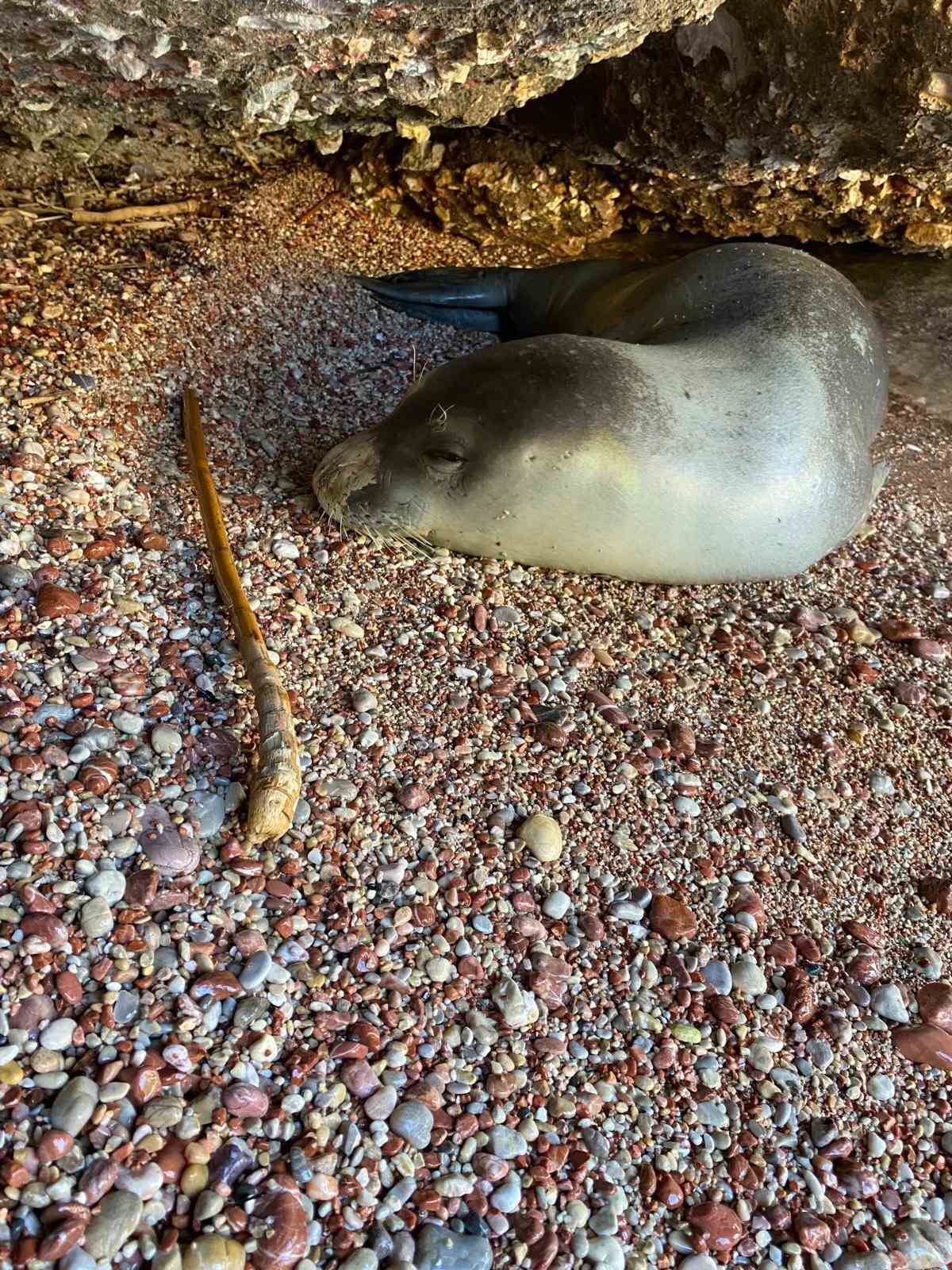 Datça’da karaya çıkan Akdeniz foku, koruma altına alındı