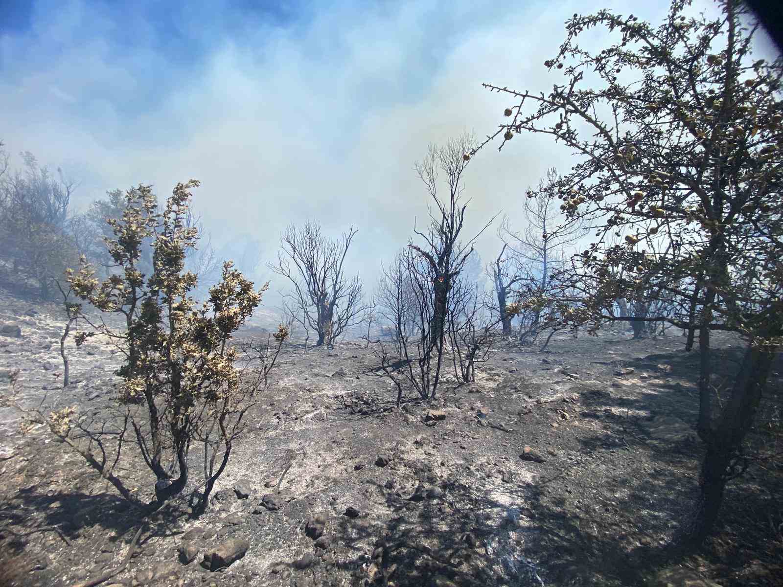 İzmir’de ormanlık alanda yangın çıktı: Havadan ve karadan müdahale başladı