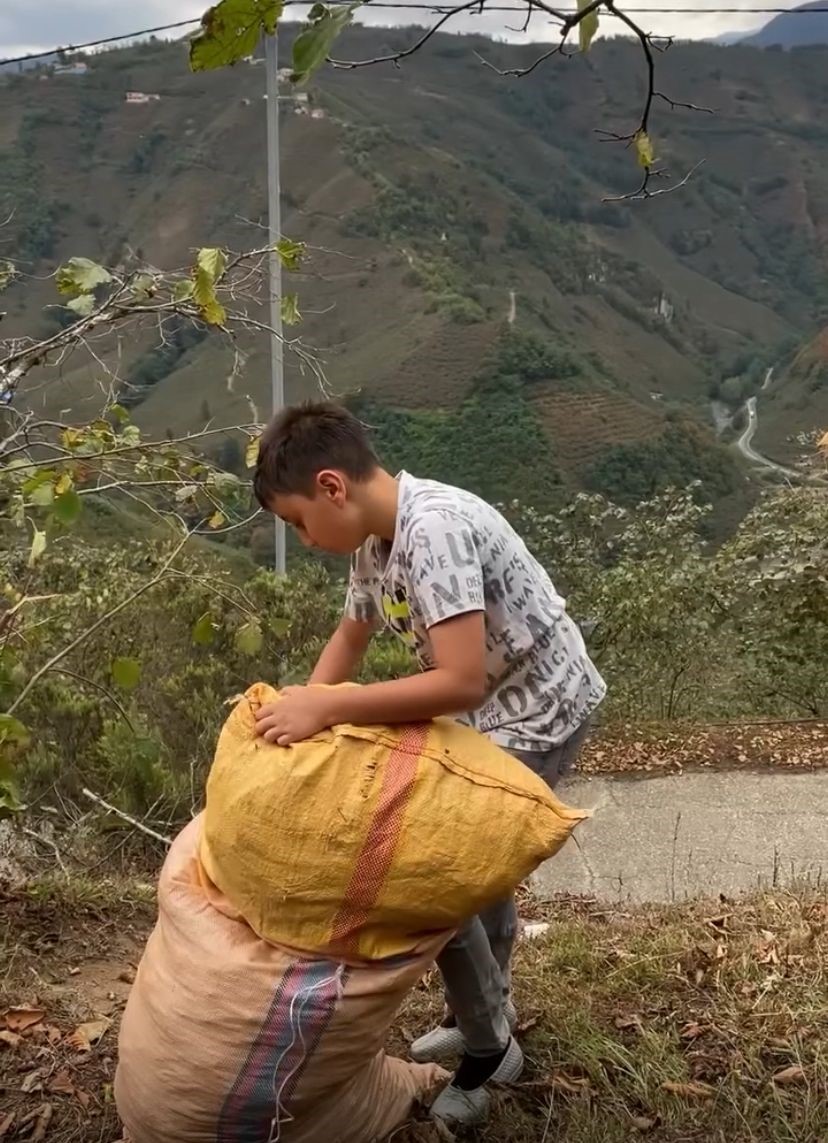 Giresunlu küçük Talha fındığını Gazze için topluyor