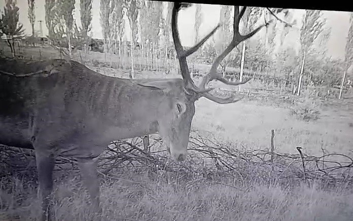 Bah&ccedil;esine s&uuml;rekli geyik giren vatandaş &ccedil;aresiz
