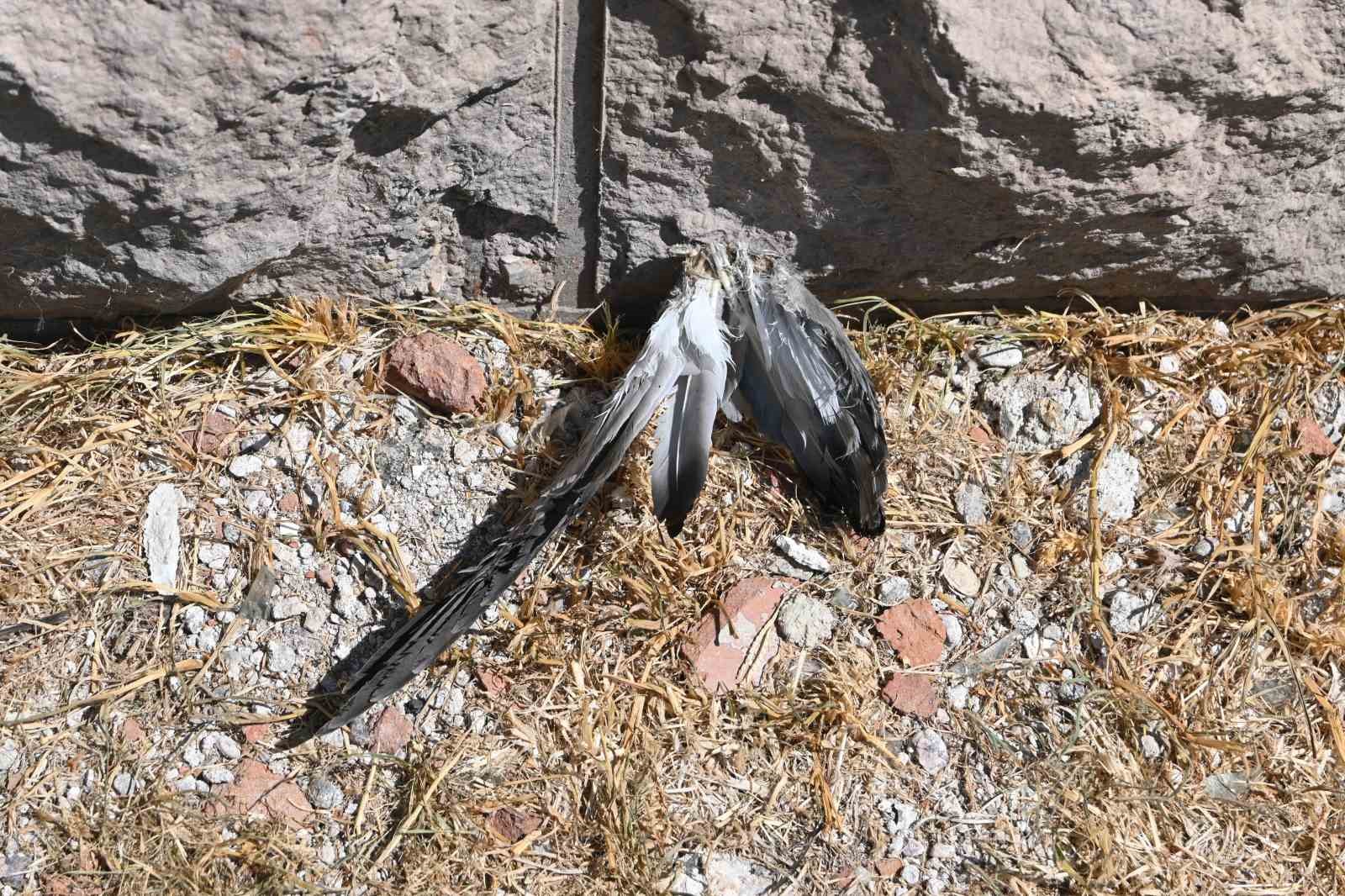 Porsuk kenarındaki dikenli teller tehlike sa&ccedil;ıyor
