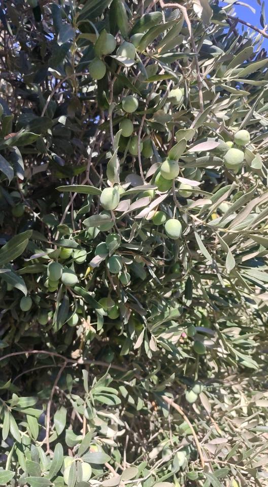 Zeytin bah&ccedil;elerinde zararlı kontrolleri yapıldı
