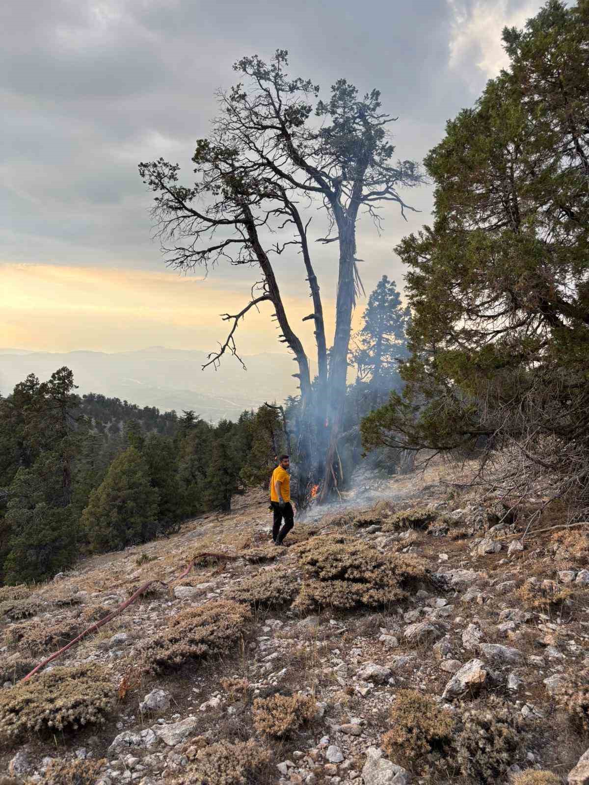 Ağaca düşen yıldırım yangına neden oldu