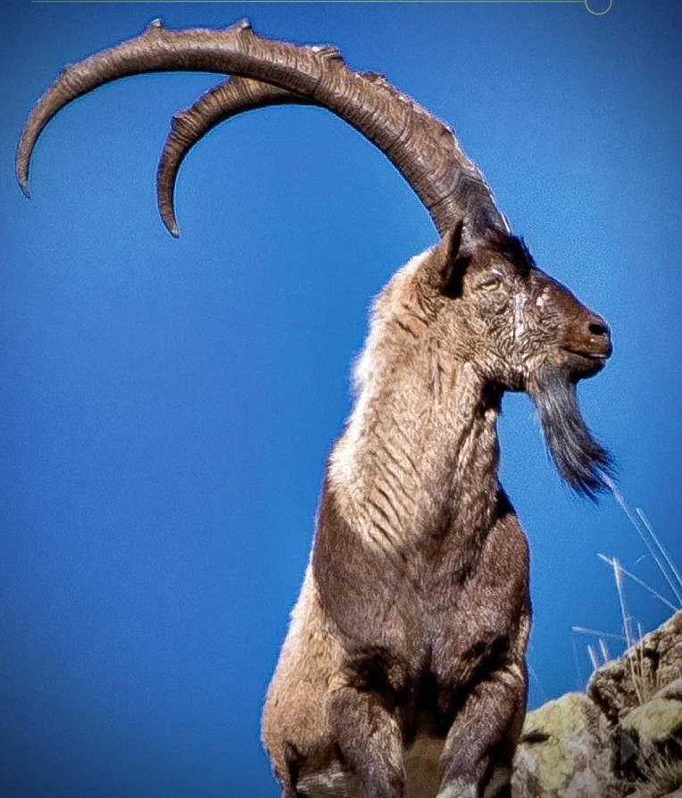 Erzincan’da av turizmi kapsamında 11 yaban keçisi kotası