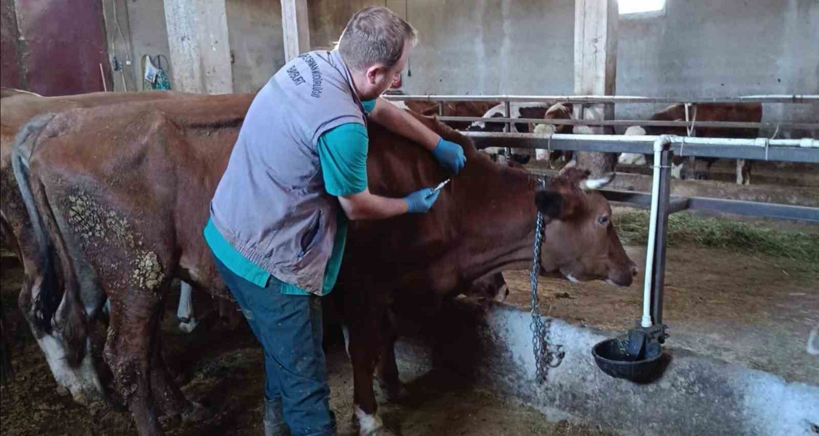 Bayburt’ta şap aşılama çalışmaları merkez ve ilçelerde devam ediyor