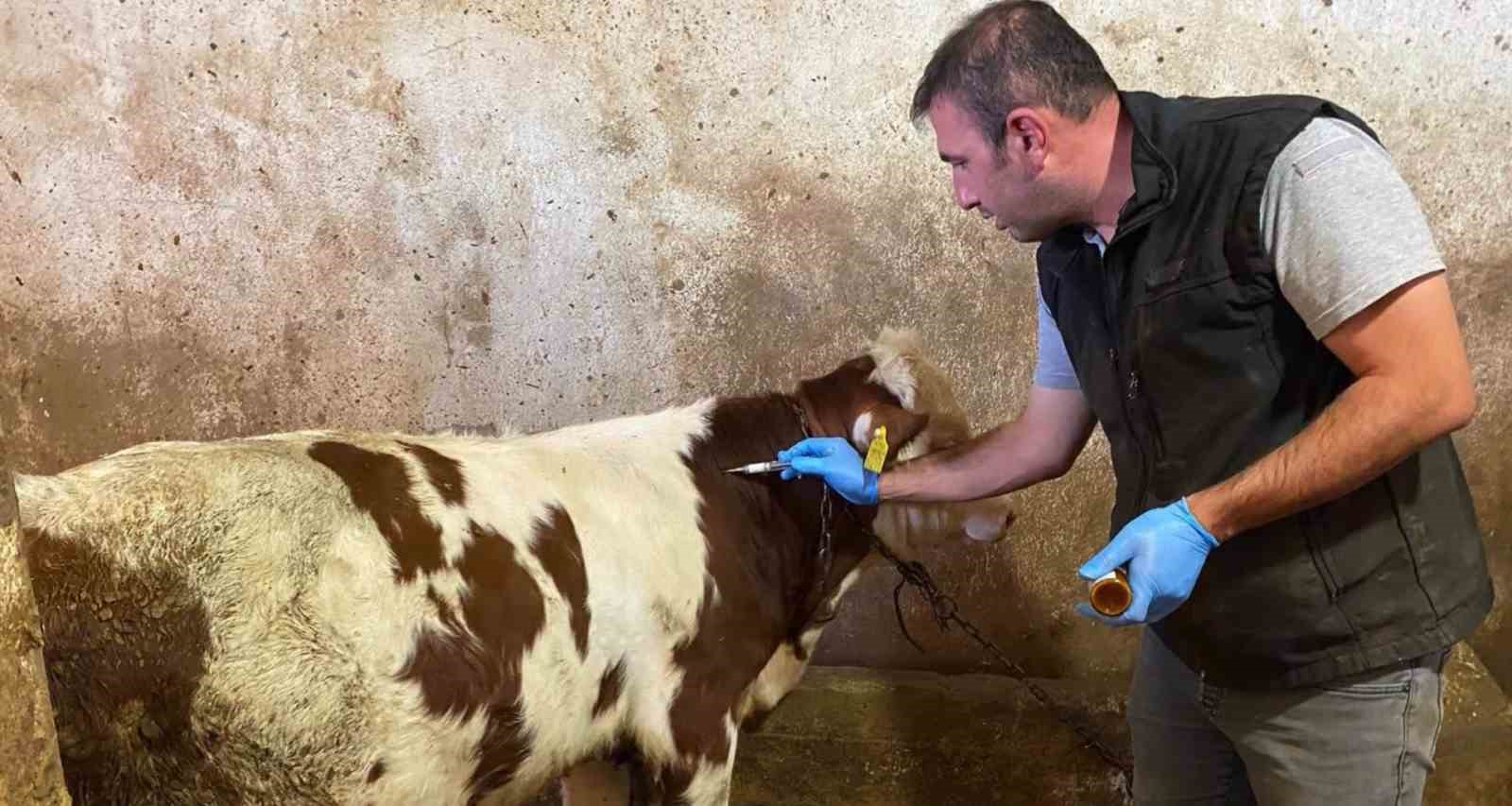 Bayburt’ta şap aşılama çalışmaları merkez ve ilçelerde devam ediyor