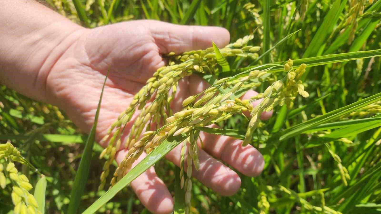 &Ccedil;anakkale&rsquo;de &ccedil;eltikler 5 yıldır damla sulama y&ouml;ntemiyle yetiştiriliyor
