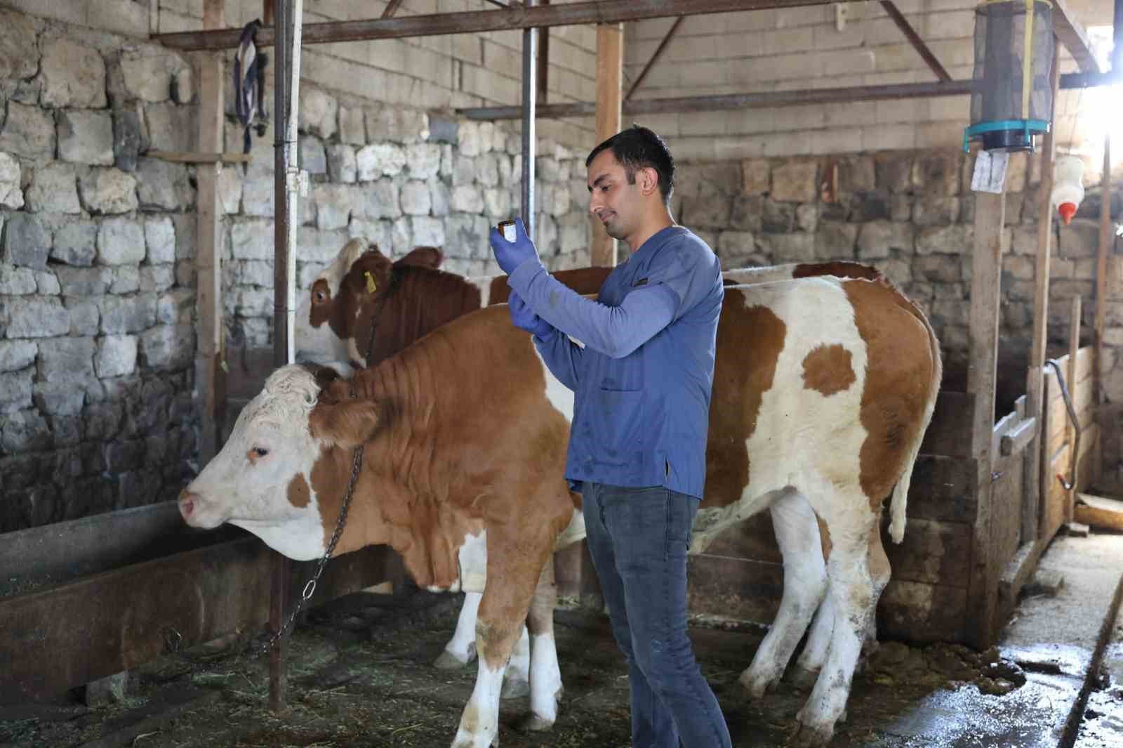 Kars&rsquo;ta Tarım Orman M&uuml;d&uuml;r&uuml; Aydın kolları sıvadı, b&uuml;y&uuml;kbaş hayvanları aşıladı
