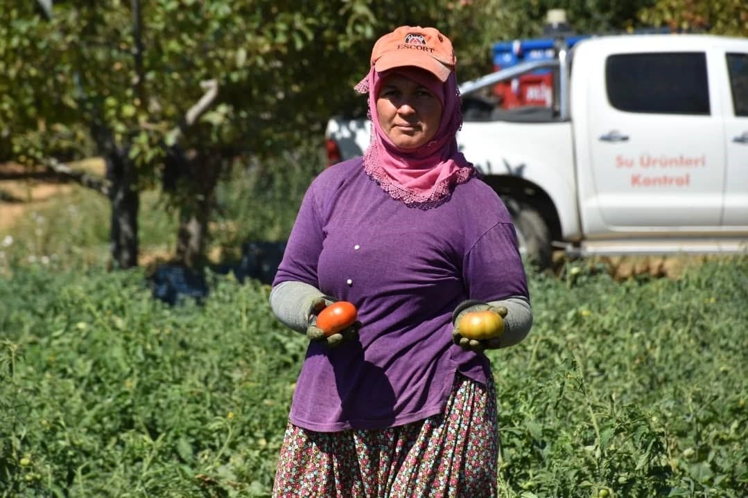 Kuyucak’ta toprakla buluşturulan 220 bin domates fidesinde hasat yapıldı