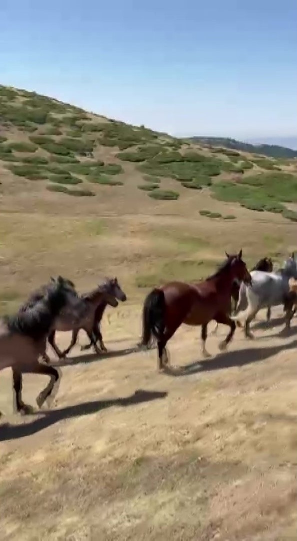 Motosikletiyle dolaşırken yılkı atlarıyla yarıştı