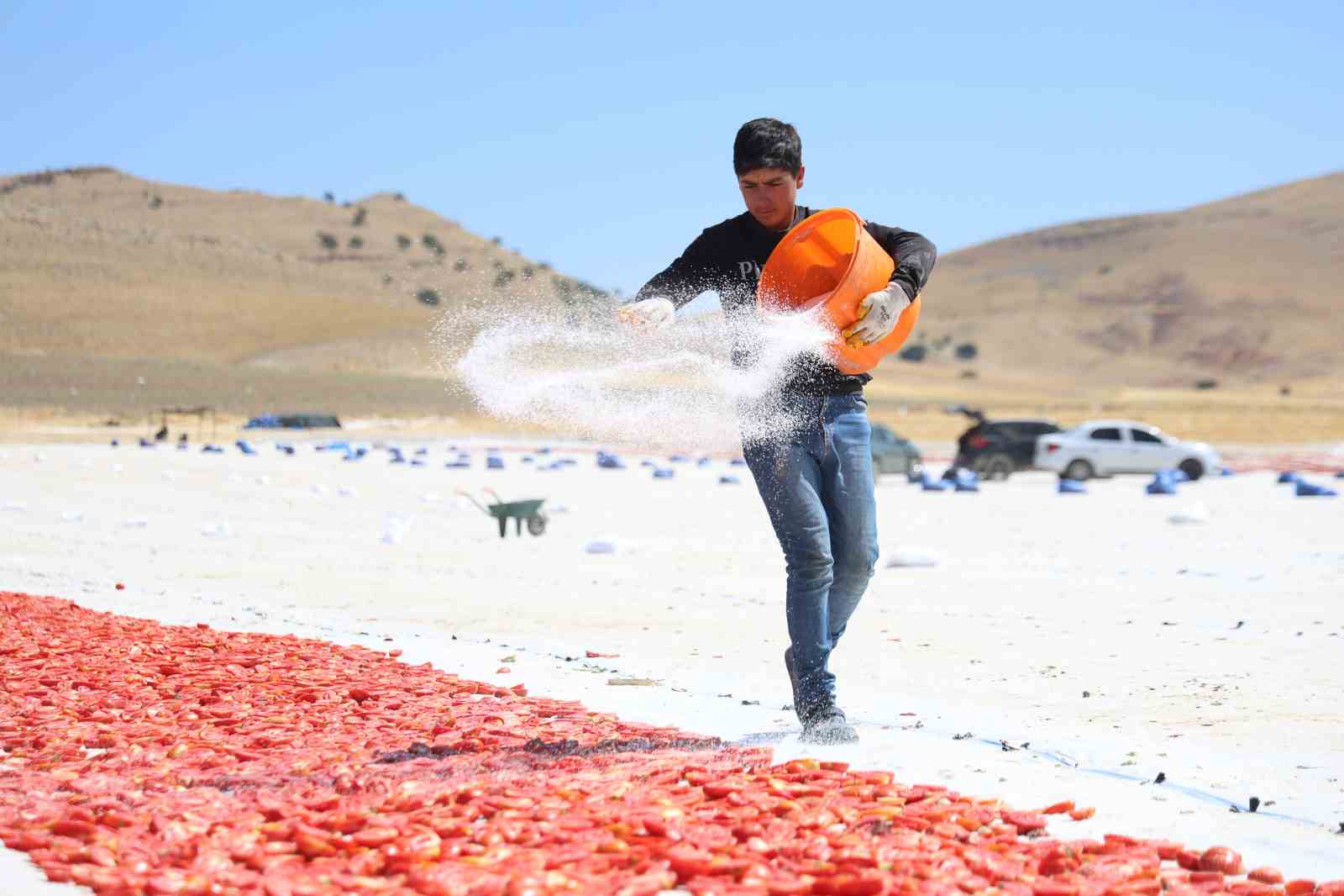 Dünya sofralarını süsleyen domateste 15 bin 300 yüz ton rekolte bekleniyor
