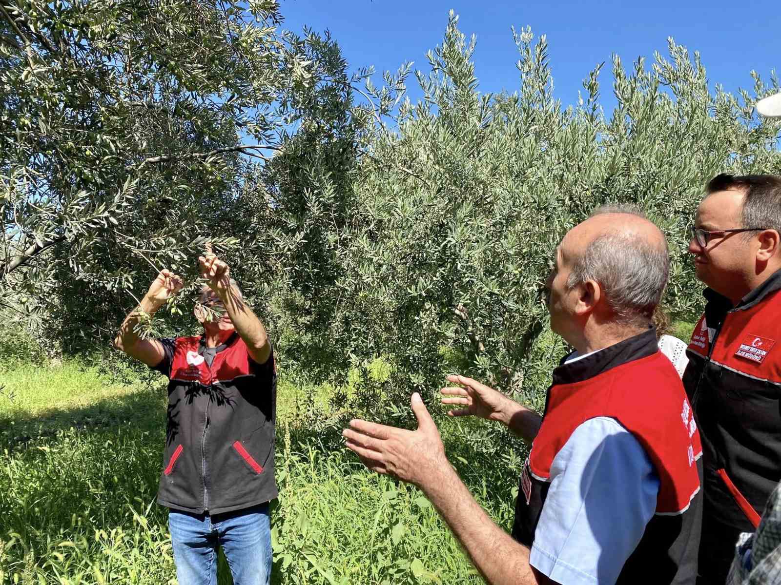 Feromon tuzaklarla zeytin sineğiyle m&uuml;cadele başladı
