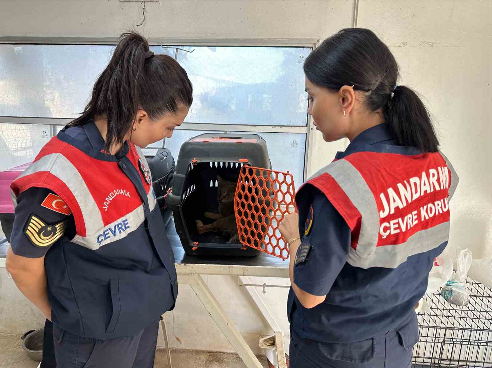 Didim’de yaralı halde bulunan dağ kedisi tedavi altına alındı