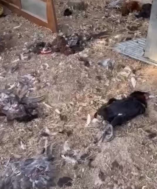 Bah&ccedil;eye giren k&ouml;pekler 20 tavuğu telef etti
