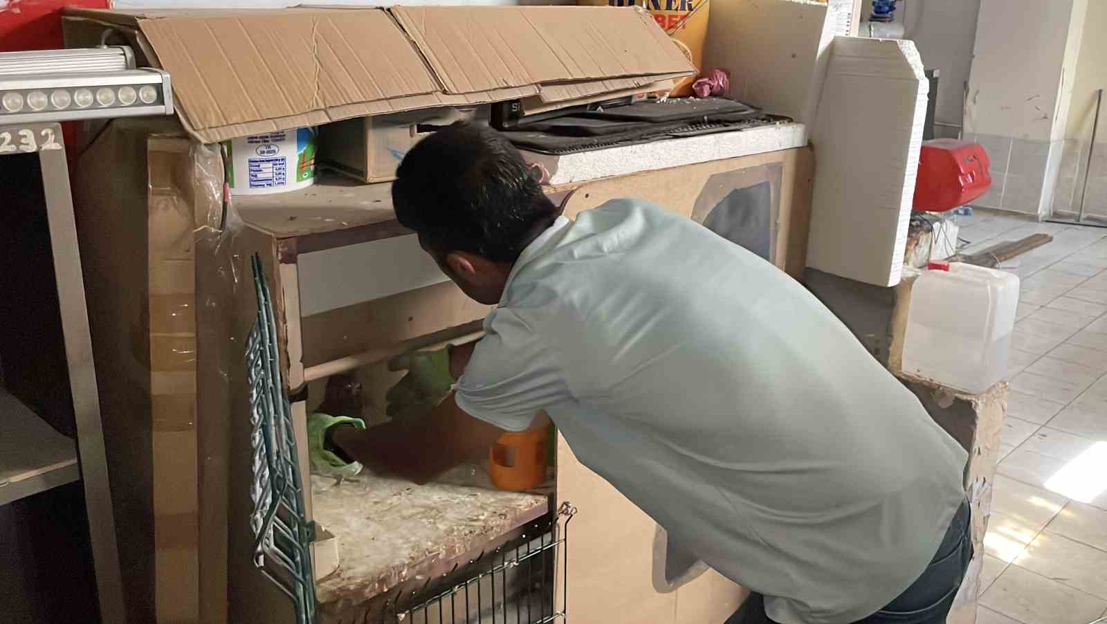 Bah&ccedil;ede bulduğu yavru şahinle kurduğu bağ g&ouml;n&uuml;lleri ısıttı
