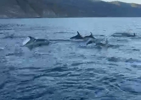 Balıkçı teknesinin yanına gelen yunusların muhteşem görüntüsü