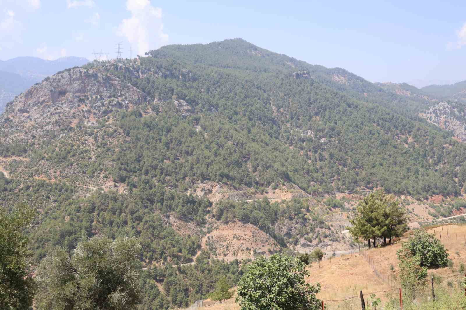 Adana’da orman yangınıyla küle dönen 4 bin hektarda fidanlar tekrar büyüdü