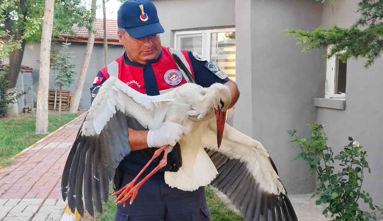 Yaralı leylek koruma altına alındı
