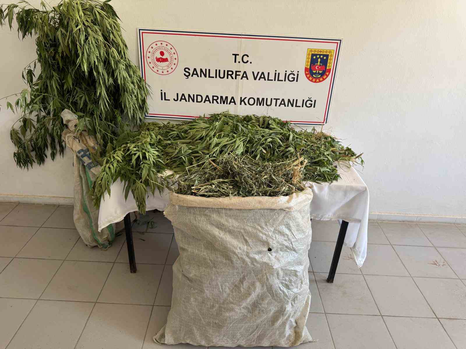 Şanlıurfa’da 2 kilo esrar ile 555 kök kenevir ele geçirildi: 3 gözaltı
