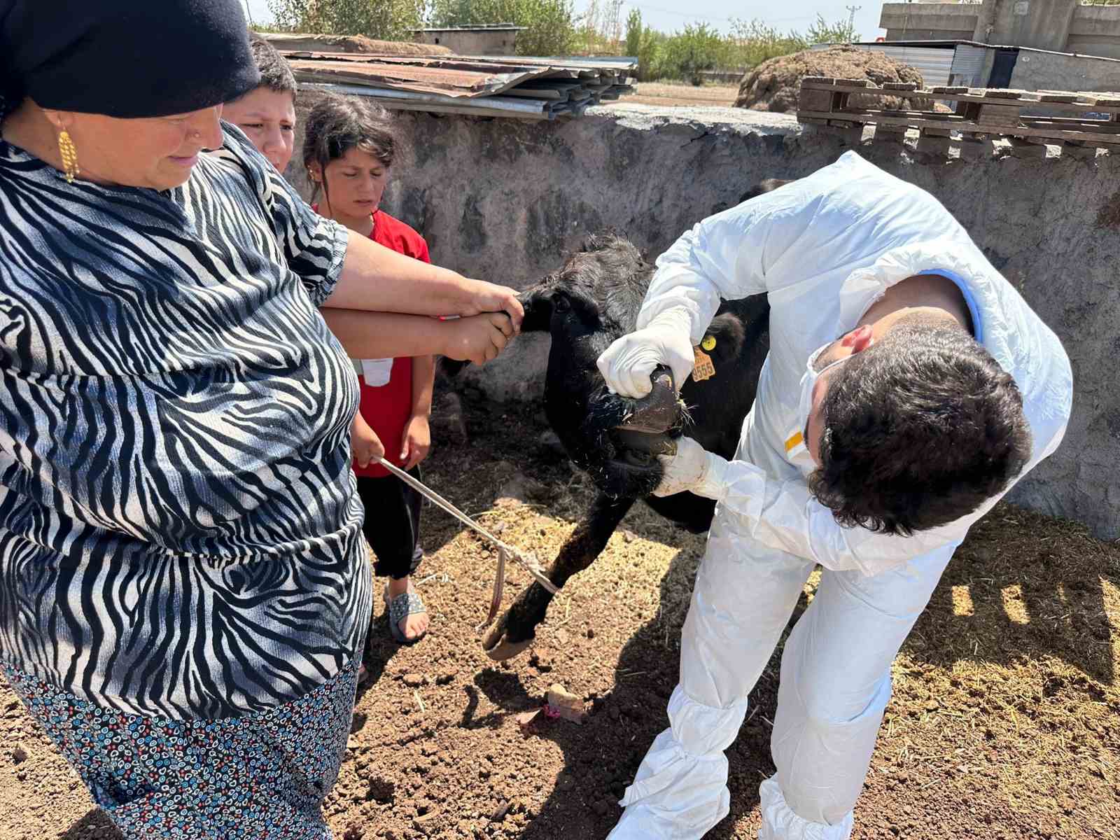 Şırnak’ta şap hastalığına karşı seferberlik